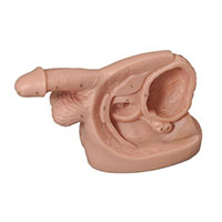 Male Internal &External Genital Organ Model LT-D5 