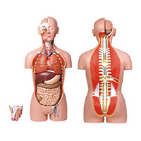 Dual-Sex Torso-27 parts LT-10003A 