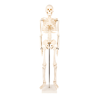 Human Skeleton Model 85CM LT-11101-3 