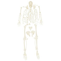 Disassembled Skeleton Model LT-11103 