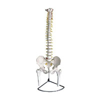 Spine with Pelvis and Femur Model LT-11105(1-2) 