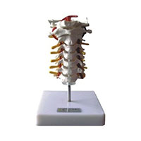 Cervical Vertebral Column Model LT-11107 