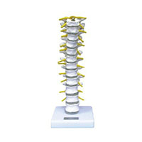 Thoracic Vertebra Model LT-11108 