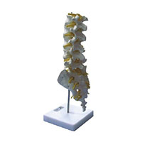 Lumbar Vertebra Model LT-11109 