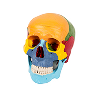 Skull Separation Model LT-11118 