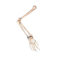 Arm Bone Model LT-11124 