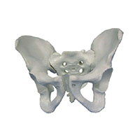 Male Pelvis Model LT-11127 