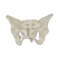 Female Pelvis Model LT-11128 