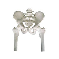 Pelvis with 2pcs Lumbar Vertebra and Femur Model LT-11129-1 