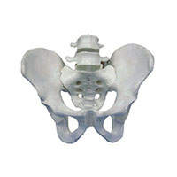 Pelvis with 2pcs Lumbar Vertebra Model LT-11129-2 