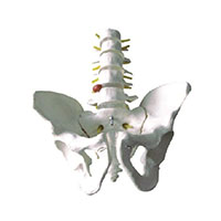 Pelvis with 5pcs Lumbar Vertebra Model LT-11129-3 