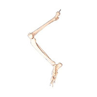 Lower Limb with Hip Bone Model LT-11130 