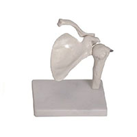 Shoulder Joint Model LT-11201-1 