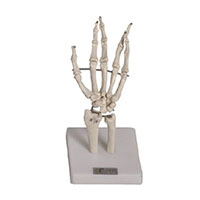 Hand Joint Model LT-11201-3 