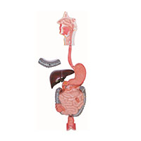 Digestive System Model LT-12001 