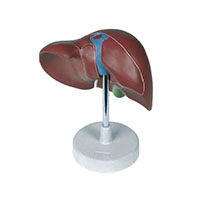 Liver Model LT-12008 