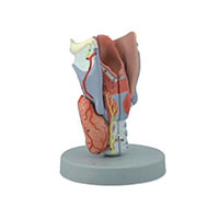 Larynx Model LT-13004 