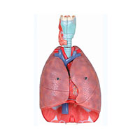 Respiratory Model LT-13012 