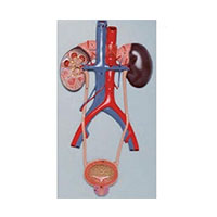 Urinary System Model LT-14001 