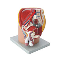 Median Section of Male Pelvis Model LT-15101 