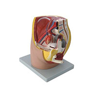 Median Section of Female Pelvis Model LT-15104 