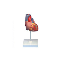Adult Heart Model LT-16007 